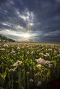 field with poppies just before the storm Royalty Free Stock Photo