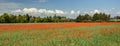 Field of poppies - Vaucluse - Provence France Royalty Free Stock Photo