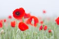 Field of poppies