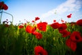 Field of poppies, nature, blue sky, joie de vivre Royalty Free Stock Photo