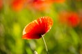 Field of poppies, nature, blue sky, joie de vivre