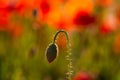 Field of poppies, nature, blue sky, joie de vivre