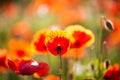 Field of poppies, nature, blue sky, joie de vivre