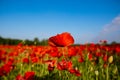 Field of poppies, nature, blue sky, joie de vivre