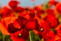 Field of poppies, nature, blue sky, joie de vivre