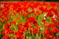 Field of poppies, nature, blue sky, joie de vivre