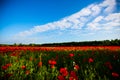 Field of poppies, nature, blue sky, joie de vivre