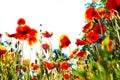 Field of poppies, nature, blue sky, joie de vivre