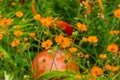 Field Poppies with Orange Glass