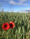 Field Poppies Papaver rhoeas at the edge of a wheat field Royalty Free Stock Photo