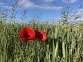 Field Poppies Papaver rhoeas at the edge of a wheat field Royalty Free Stock Photo