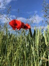 Field Poppies Papaver rhoeas at the edge of a wheat field Royalty Free Stock Photo