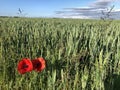 Field Poppies Papaver rhoeas at the edge of a wheat field Royalty Free Stock Photo