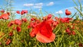 Field of poppies and raps agains blue sky Royalty Free Stock Photo