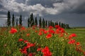 Field of poppies on roadside Royalty Free Stock Photo