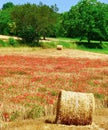 Poppies in a hay field, Lot department in France Royalty Free Stock Photo