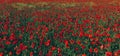 Field of poppies. Scenic natural design