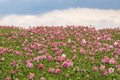 Field of poppies