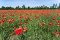 The field of poppies in spring