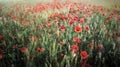 Field of poppies Royalty Free Stock Photo