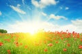 Field with poppies and sun Royalty Free Stock Photo