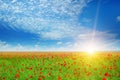 Field with poppies and sun Royalty Free Stock Photo