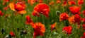 Field poppies sun rays