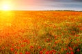 Field of poppies in the sun at sunset Royalty Free Stock Photo