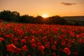 Field poppies sunset light banner. Red poppies flowers bloom in meadow. Concept nature, environment, ecosystem. Royalty Free Stock Photo