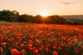 Field poppies sunset light banner. Red poppies flowers bloom in meadow. Concept nature, environment, ecosystem. Royalty Free Stock Photo