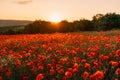 Field poppies sunset light banner. Red poppies flowers bloom in meadow. Concept nature, environment, ecosystem. Royalty Free Stock Photo