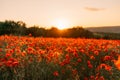 Field poppies sunset light banner. Red poppies flowers bloom in meadow. Concept nature, environment, ecosystem. Royalty Free Stock Photo