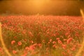 Field poppies sunset light banner. Red poppies flowers bloom in meadow. Concept nature, environment, ecosystem. Royalty Free Stock Photo