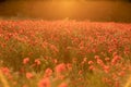 Field poppies sunset light banner. Red poppies flowers bloom in meadow. Concept nature, environment, ecosystem. Royalty Free Stock Photo