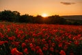 Field poppies sunset light banner. Red poppies flowers bloom in meadow. Concept nature, environment, ecosystem. Royalty Free Stock Photo