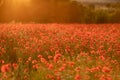 Field poppies sunset light banner. Red poppies flowers bloom in meadow. Concept nature, environment, ecosystem. Royalty Free Stock Photo