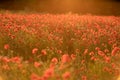 Field poppies sunset light banner. Red poppies flowers bloom in meadow. Concept nature, environment, ecosystem. Royalty Free Stock Photo