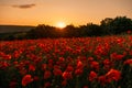 Field poppies sunset light banner. Red poppies flowers bloom in meadow. Concept nature, environment, ecosystem. Royalty Free Stock Photo