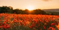 Field poppies sunset light banner. Red poppies flowers bloom in meadow. Concept nature, environment, ecosystem. Royalty Free Stock Photo