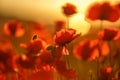 Field poppies in the sunset. spring mood. red poppies in sunlight . Royalty Free Stock Photo