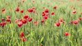 Field poppies sway in the wind