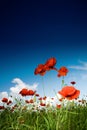 Field with poppies under sky Royalty Free Stock Photo