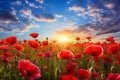 A field of poppies in various shades of red, spring time, landscape