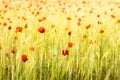 Field of poppies and wheat Royalty Free Stock Photo