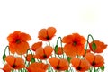 Field poppies on white Royalty Free Stock Photo