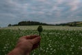 Field of poppies. White poppy flowers in the green field with blue sky. Poppy in hand.