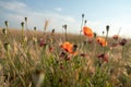 Field of poppies in the wind. Flowers Red poppies blossom on wild field. Ripe poppies. Natural drugs. poppy on sunset.