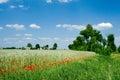 Field with poppy