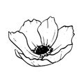 Field poppy anemone black and white vector illustration. Simple line flower for spring design, engraving and prints Royalty Free Stock Photo