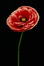 Field poppy on black (Papaver rhoeas)